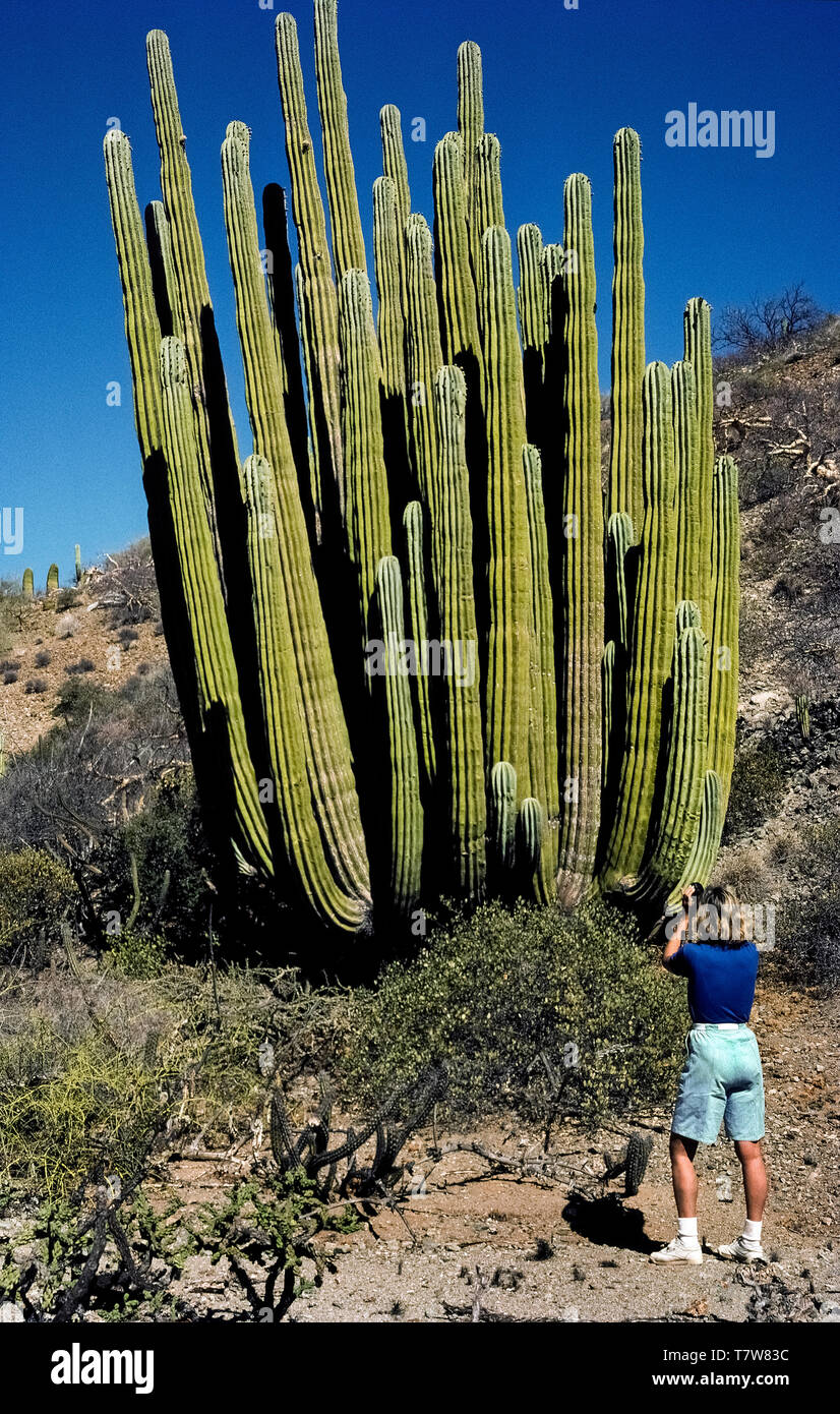 Un conglomerado mexicano cordon cactus (Pachycereus pringlei) una mujer  enanos fotografiando la exótica planta del desierto durante una visita a la  remota isla de Santa Catalina en el Mar de Cortez, en