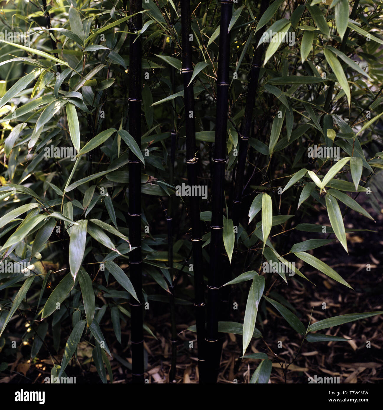 Vegetación tropical follaje y plantas Foto de stock