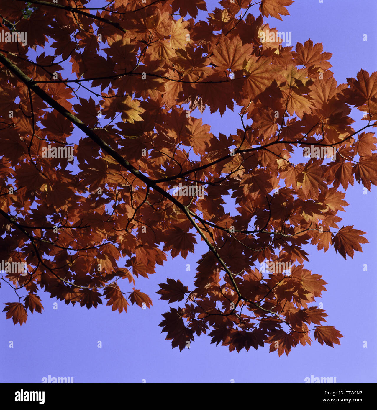 Las hojas del árbol otoñal en una sucursal Foto de stock