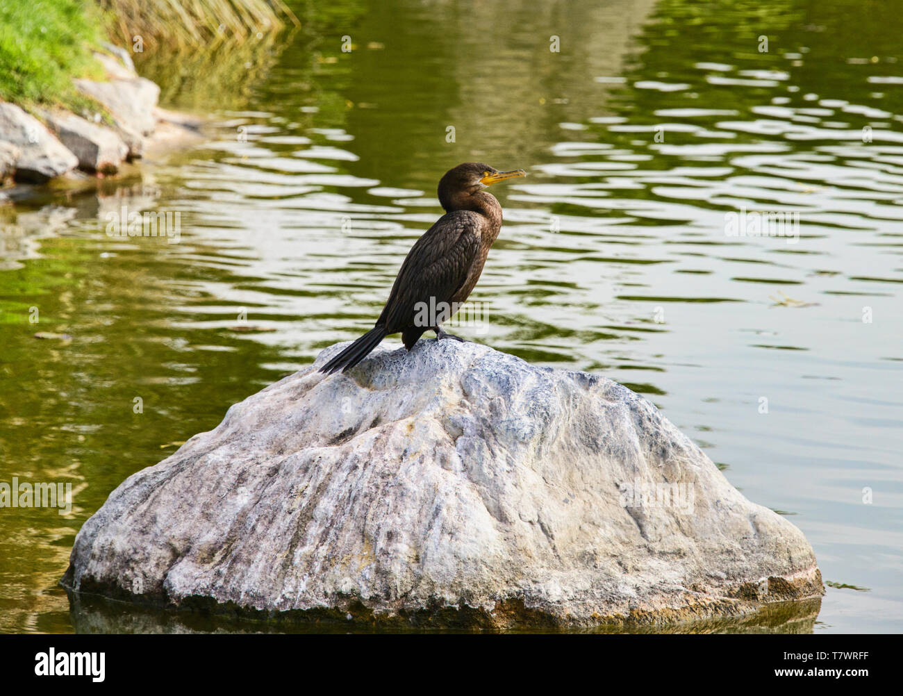 Bird relajándose en el Jardin de Corazon jardín Japonés, La Serena, Chile Foto de stock
