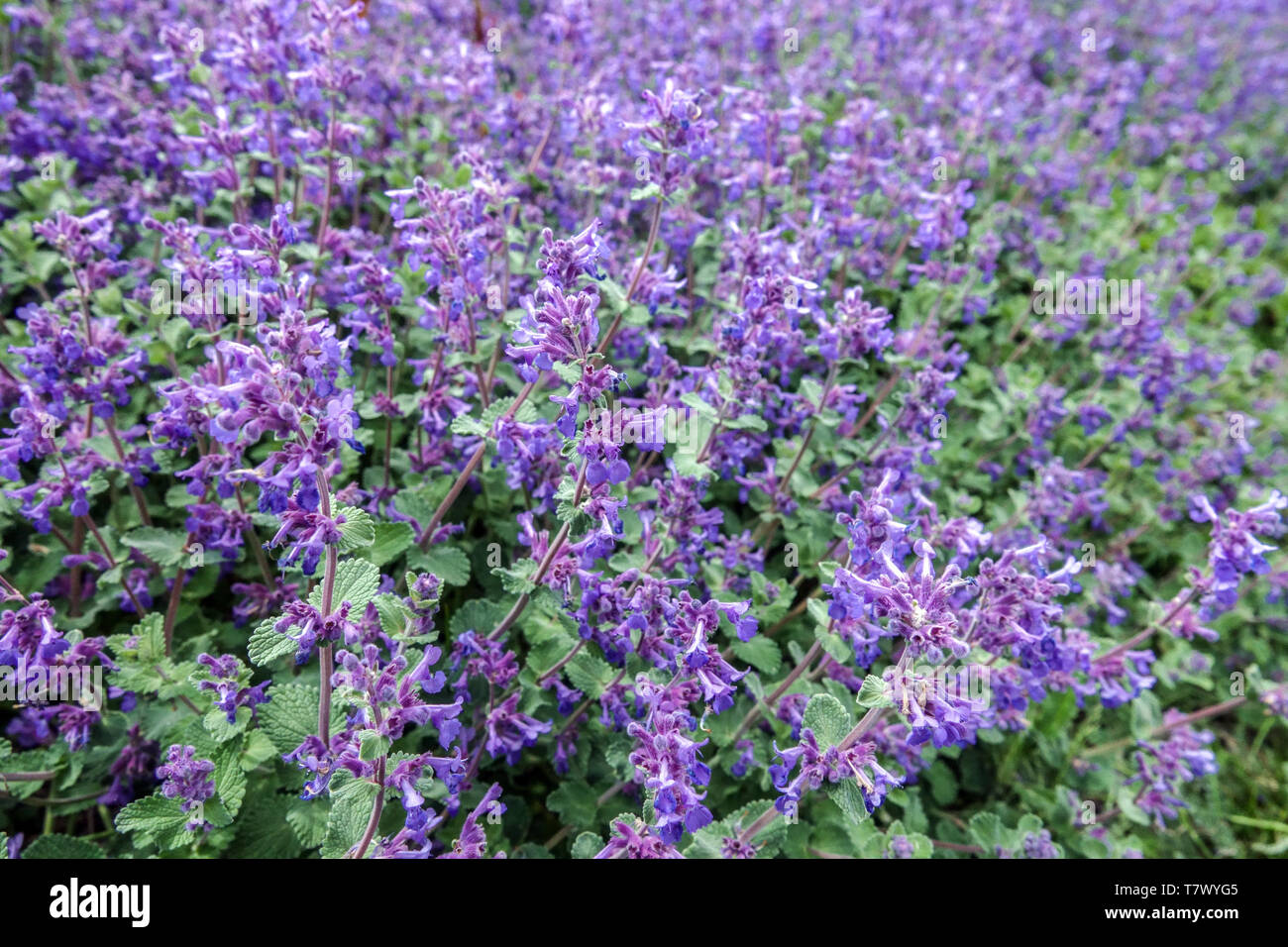 Catmint Nepeta faassenii x 'Felix' flor azul cama Foto de stock