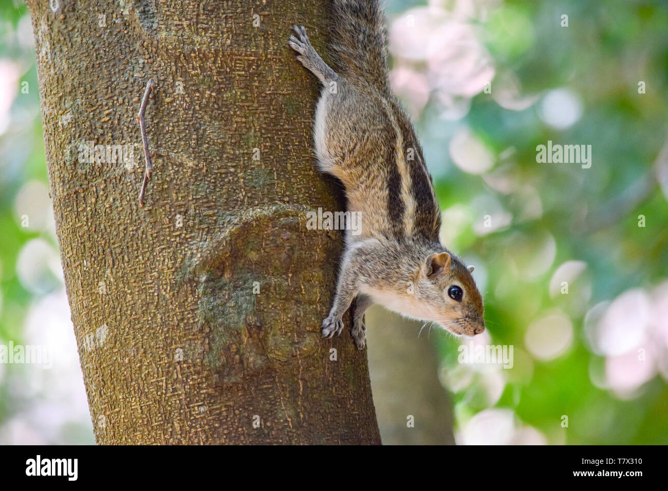 Una ardilla trepar por el tronco de un árbol visto en Sri Lanka Foto de stock