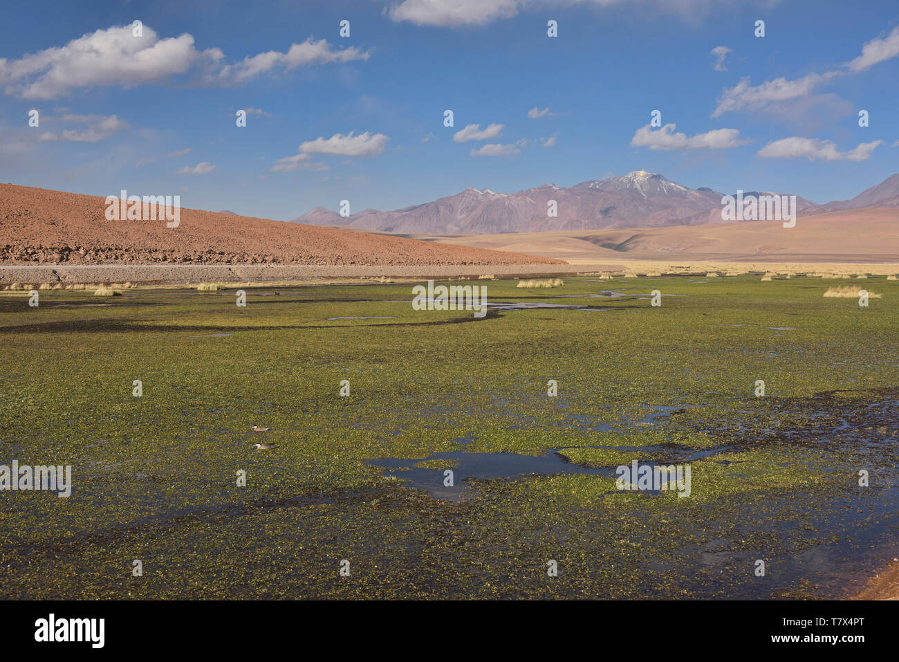 Los humedales en el altiplano desértico, San Pedro de Atacama, Chile Foto de stock