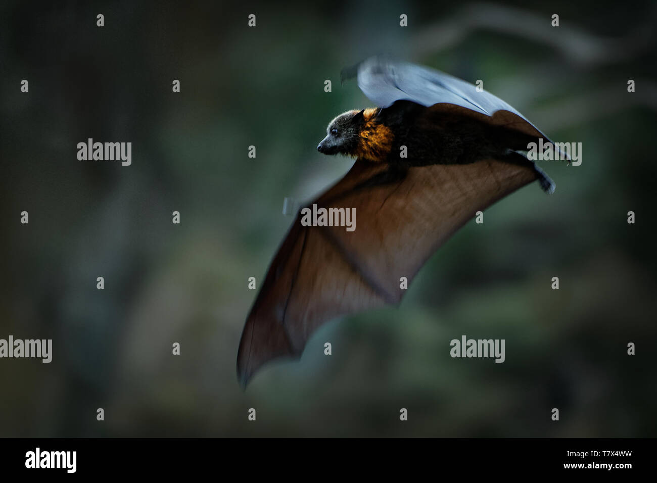 Pteropus poliocephalus - Flying Fox de cabeza gris en la noche, volar lejos del sitio del día Foto de stock