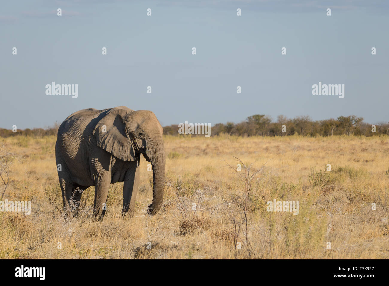 Los elefantes en el Parque Nacional de Etosha, Namibia Foto de stock