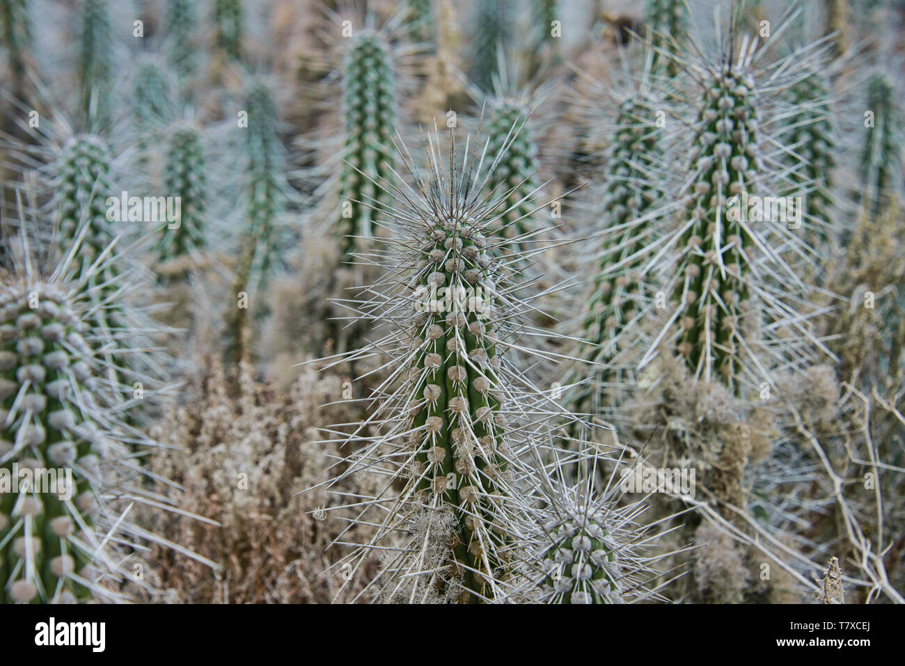 Cactus arborescentes (Eulychnia acida) creciendo en Isla Damas, Reserva Pingüino de Humboldt, Punta Choros, Chile Foto de stock