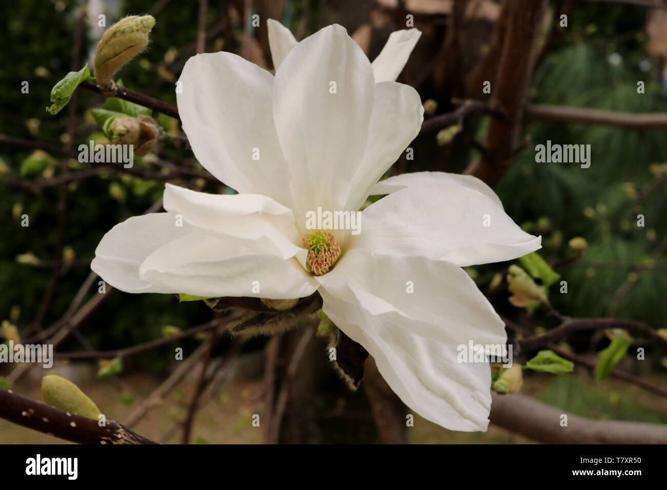 Flor de magnolia blanca Fotografía de stock - Alamy