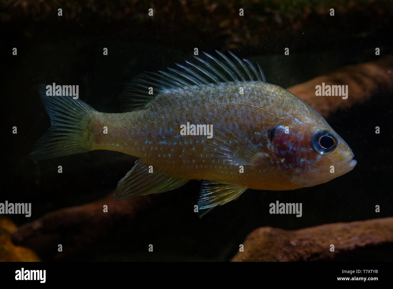 El pumpkinseed = Común Sunfish (Lepomis gibbosus) es un pez de agua dulce de América del Norte de la familia Centrarchidae sunfish (). Se refiere también a Foto de stock
