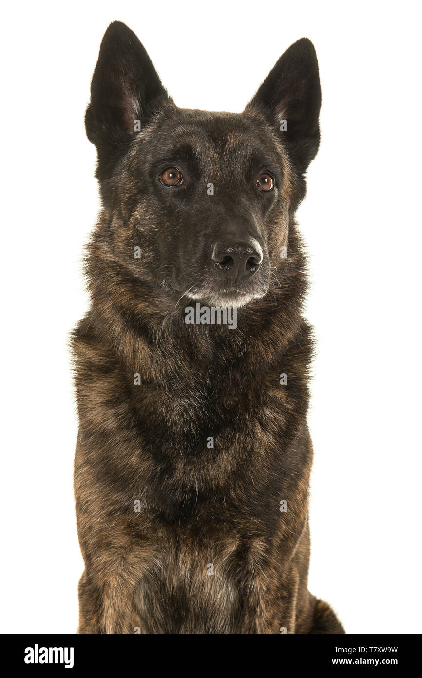 Retrato De Un Perro Pastor Holandes Atigrado Busca Fuera Aislado