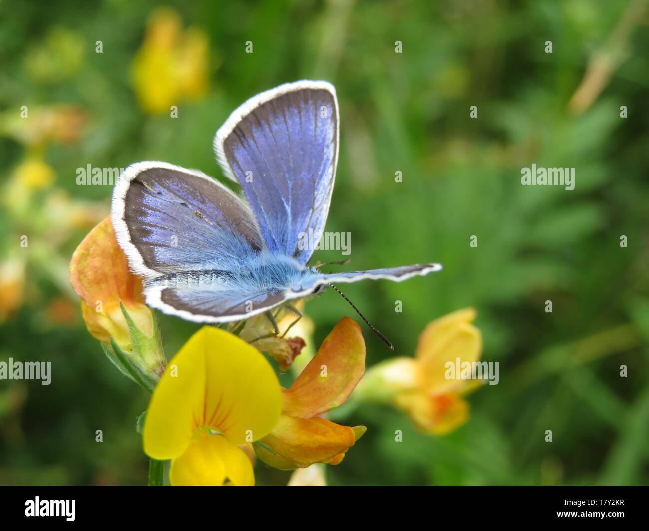 Mariposa Azul común sobre una y flores de cerca. Polyommatus icarus en verano meadow, la belleza de la naturaleza Foto de stock