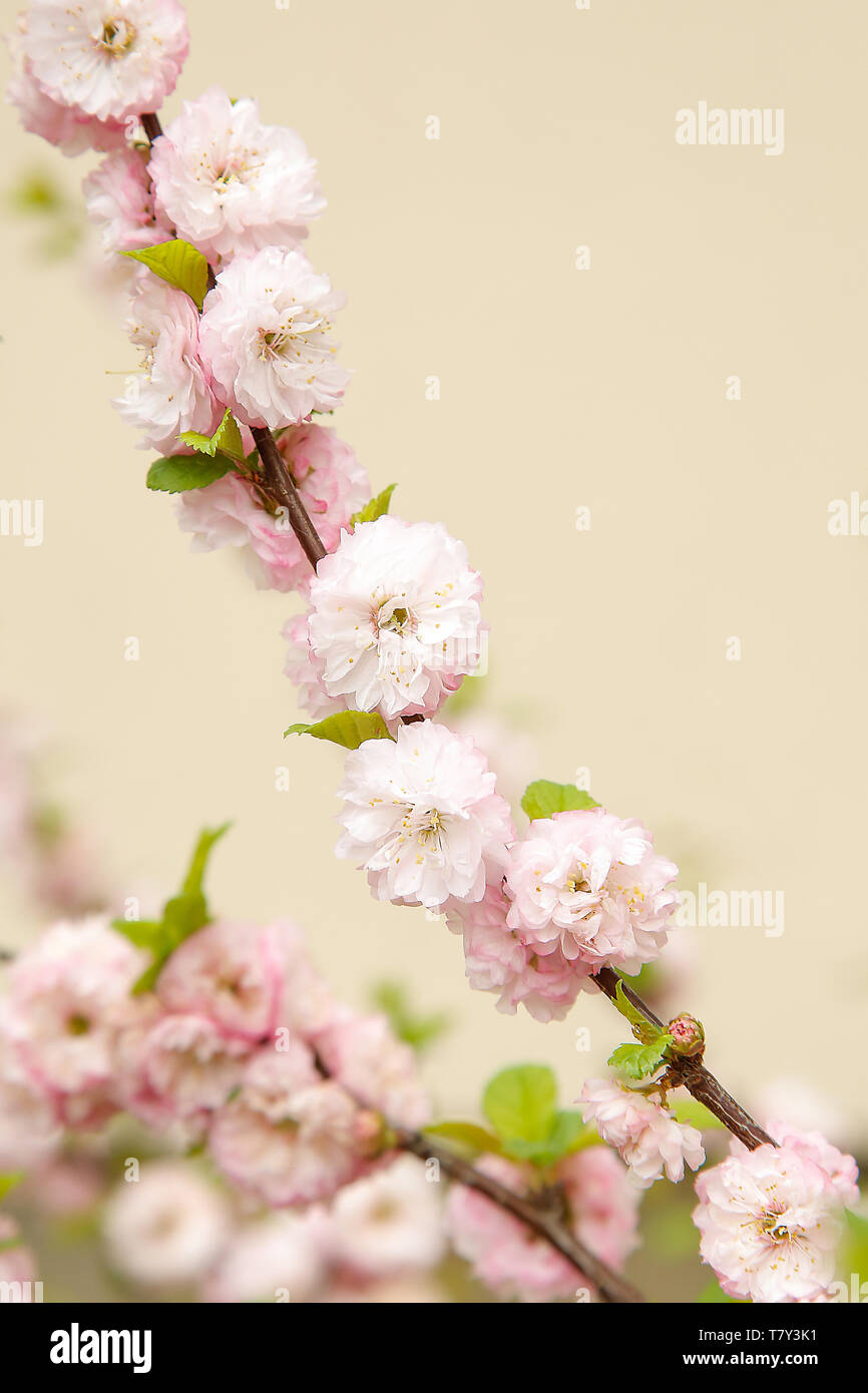 En la primavera en una rama de un almendro florecido Bush suavemente  pequeñas flores  o fondo Fotografía de stock - Alamy