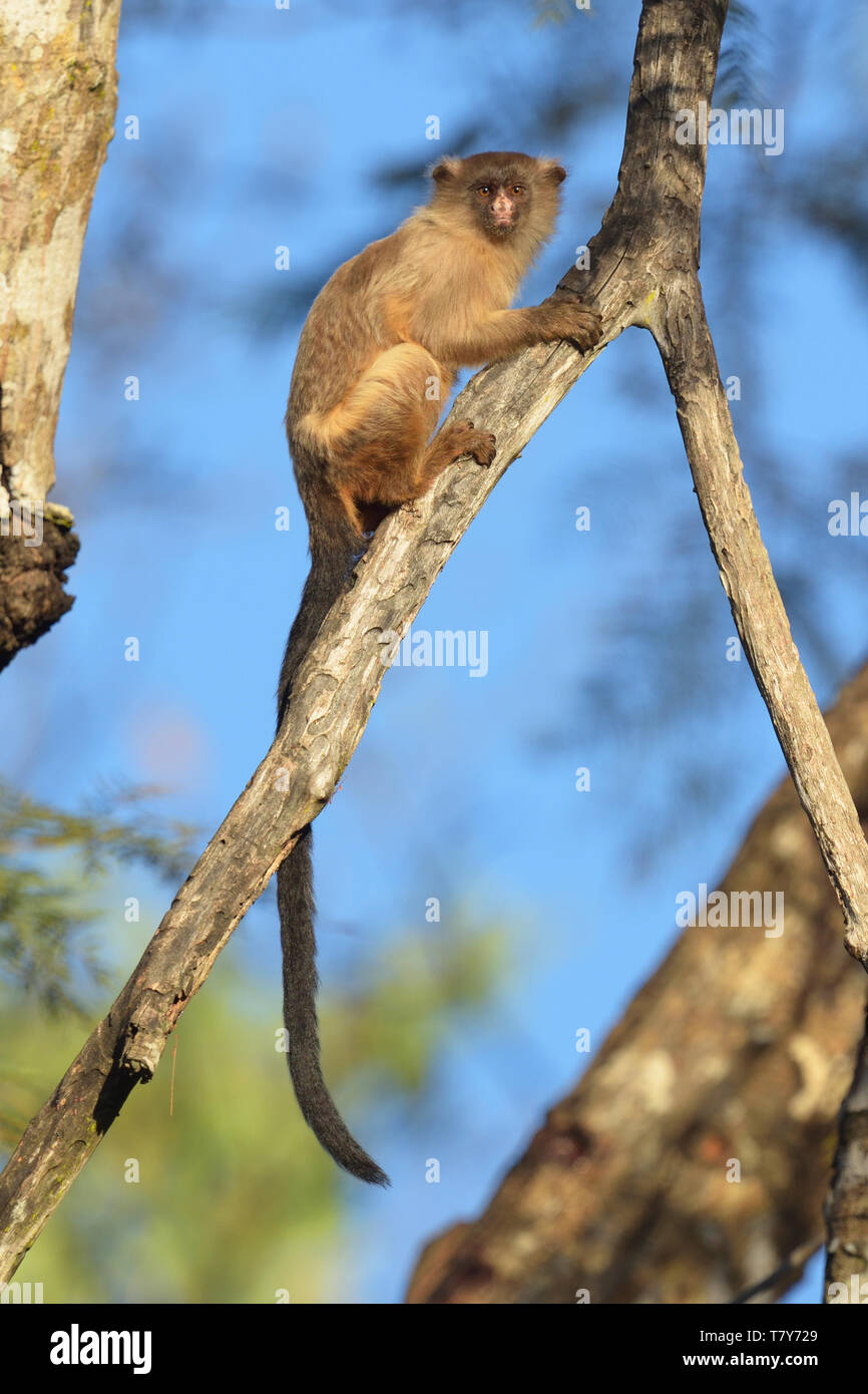 Black-tailed titíes (Mico melanurus) en bosques en el Pantanal, Brasil Foto de stock