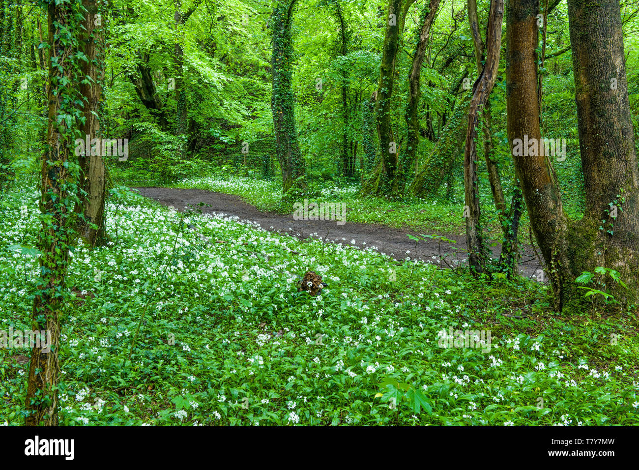 Ramsons, o el ajo silvestre, en los bosques al norte de Cardiff, Gales del Sur, en mayo Foto de stock