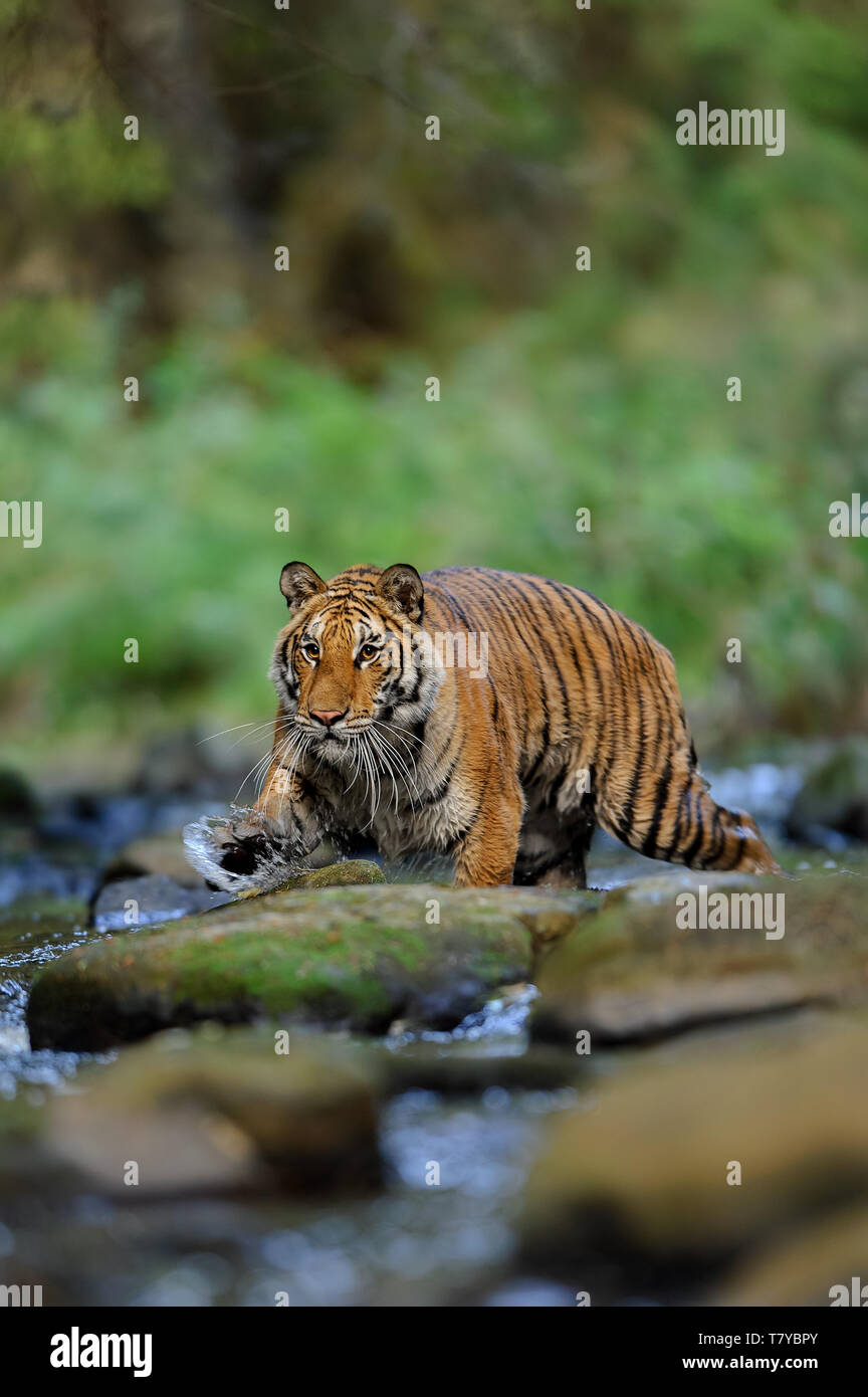 Tigre siberiano caminando en el río. Taiga con animales peligrosos. Panthera tigris altaica Foto de stock