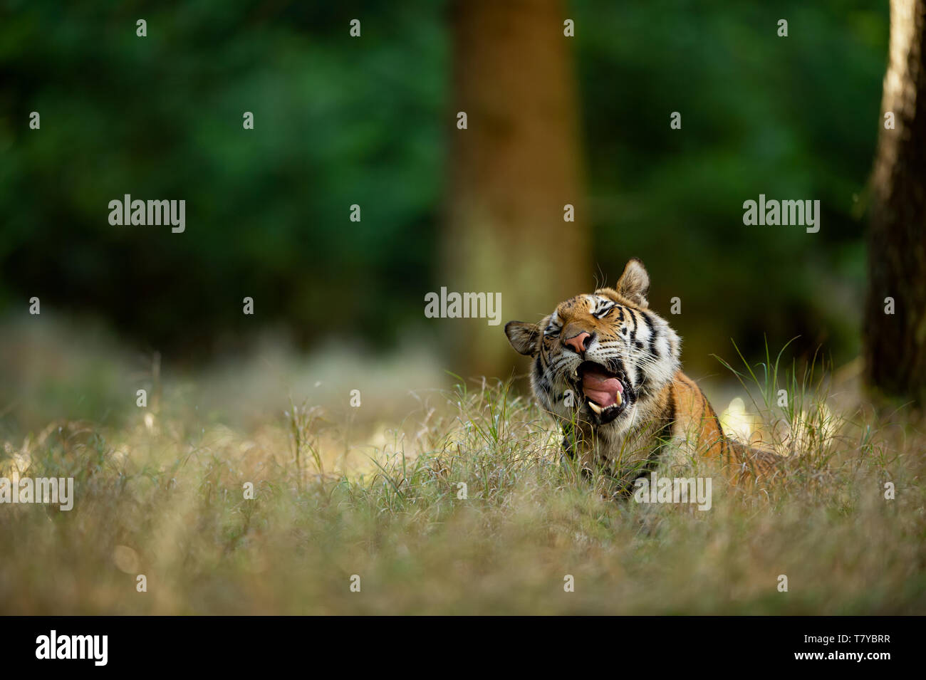 Bostezo tiger en el pasto alto. Big Cat en bosque de verano. Tigre siberiano, Sleepy emoción Foto de stock
