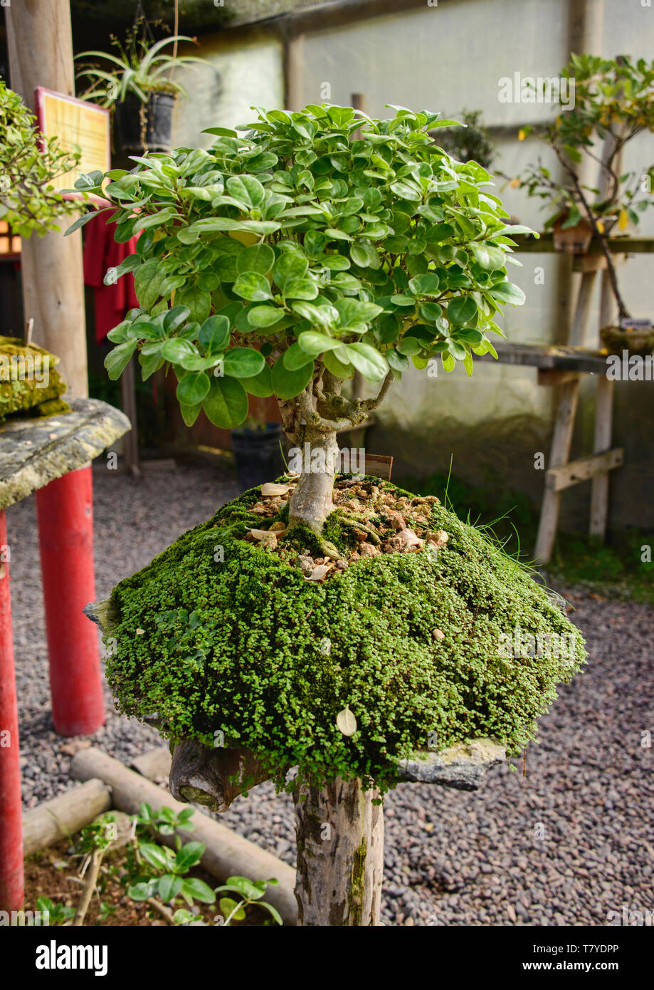 Bonsai en el Jardin de Corazon jardín Japonés, La Serena, Chile Foto de stock