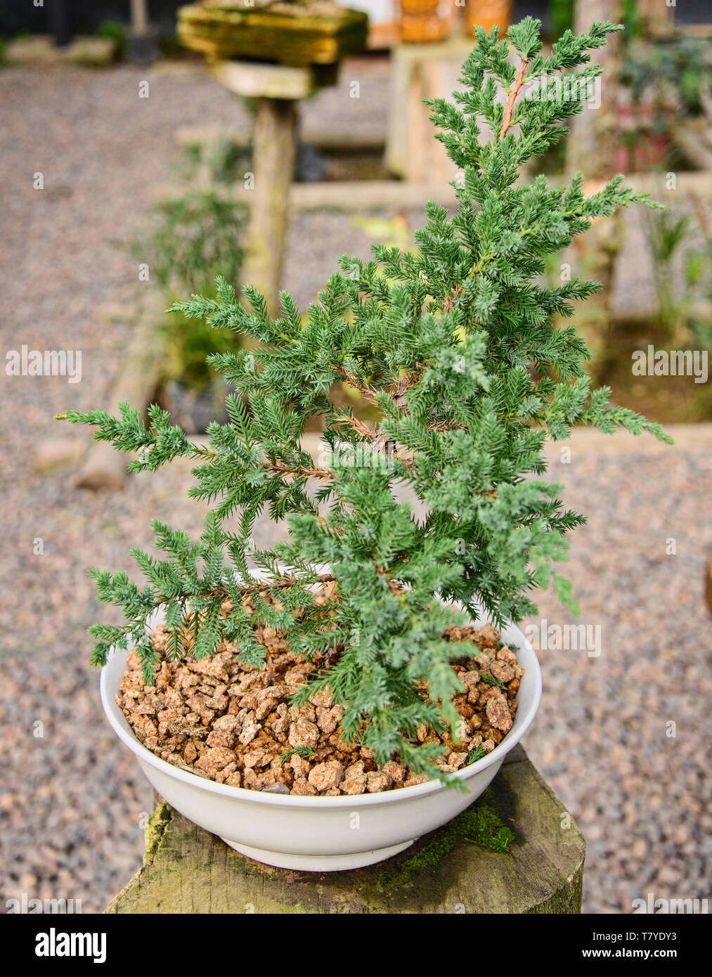 Bonsai en el Jardin de Corazon jardín Japonés, La Serena, Chile Foto de stock