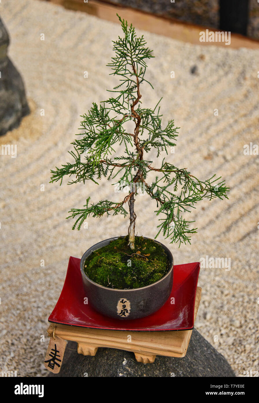 Bonsai en el Jardin de Corazon jardín Japonés, La Serena, Chile Foto de stock