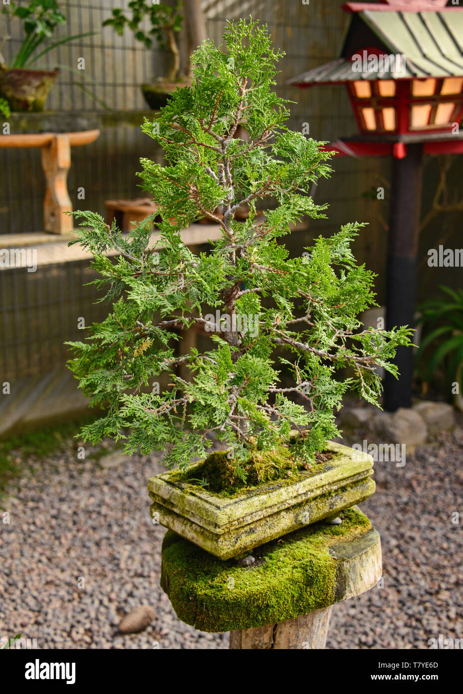 Bonsai en el Jardin de Corazon jardín Japonés, La Serena, Chile Foto de stock