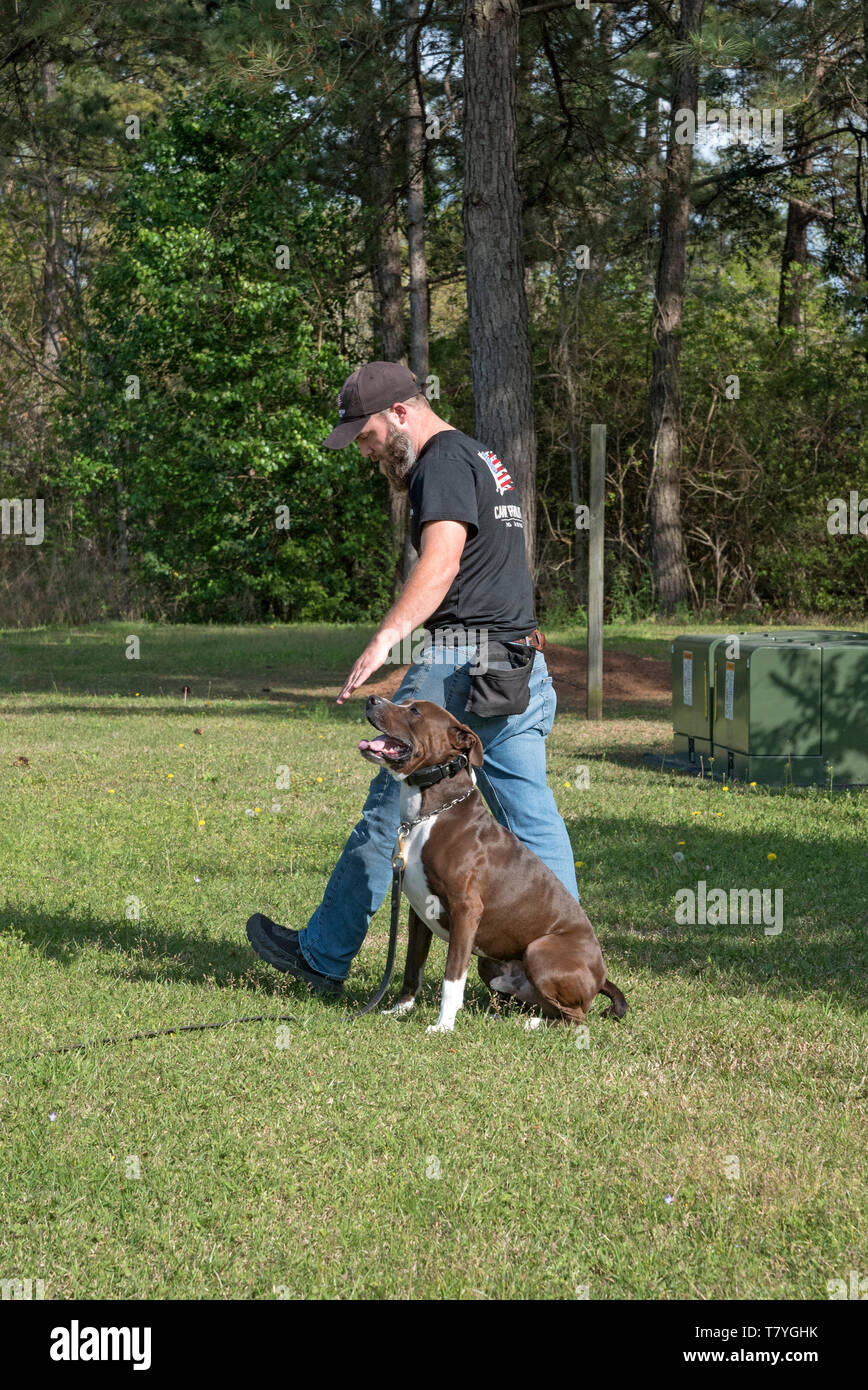 Revolución canino adiestrador de perros trabajando con un perro. Summerville, Carolina del Sur. Foto de stock