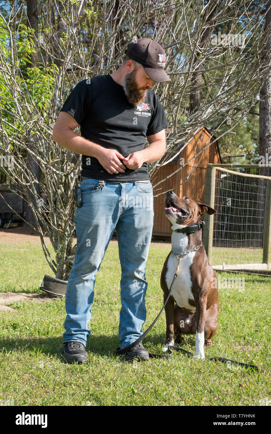 Revolución canino adiestrador de perros trabajando con un perro. Summerville, Carolina del Sur. Foto de stock