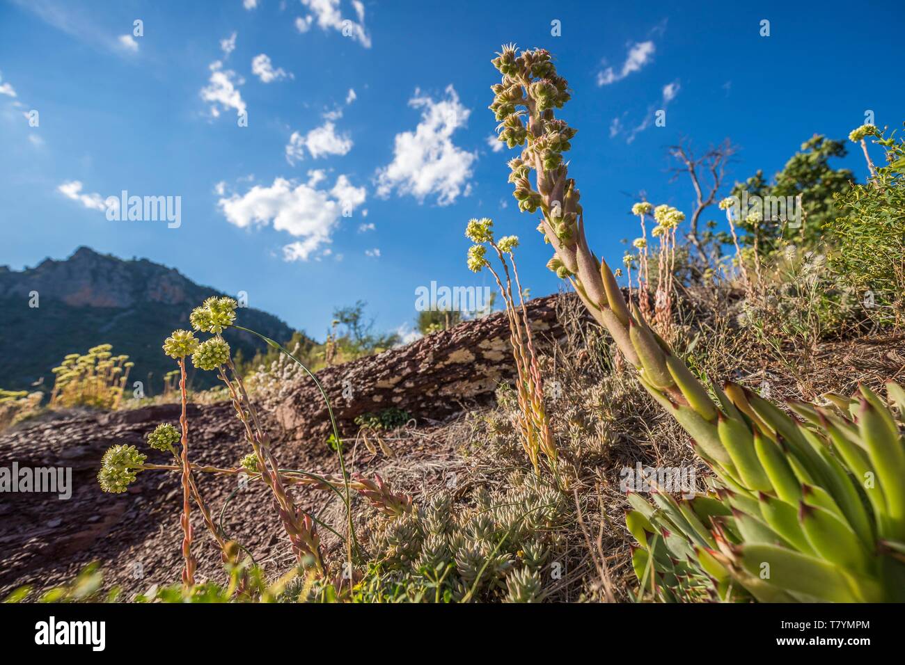 Francia, Alpes Maritimes, parque nacional de Mercantour, Haut Var vallée, desfiladero Daluis, houseleek (Sempervivum calcareum) y Pale Stonecrop (Sedum sediforme) Foto de stock