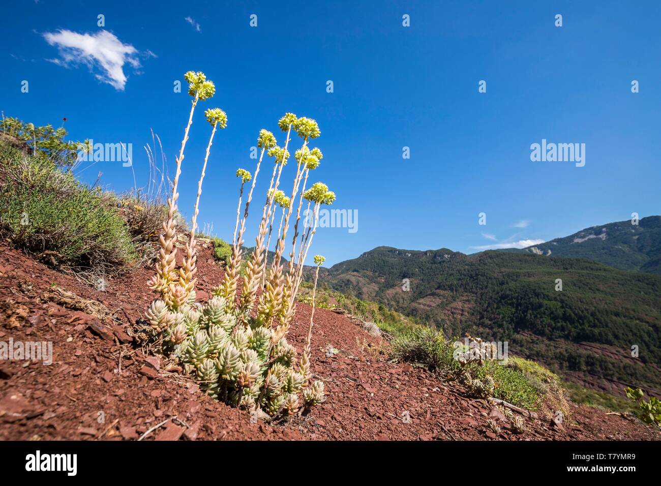 Francia, Alpes Maritimes, parque nacional de Mercantour, Haut Var Valley, las Gargantas de Daluis, pálida Stonecrop (Sedum sediforme) Foto de stock