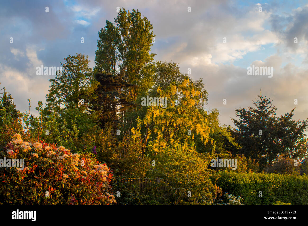 Los arbustos, árboles y setos en un jardín inglés Fotografía de stock