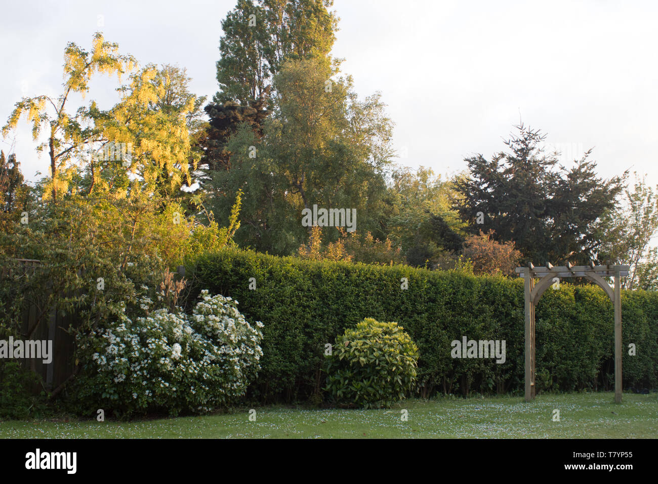 Los arbustos, árboles y setos en un jardín inglés Fotografía de stock