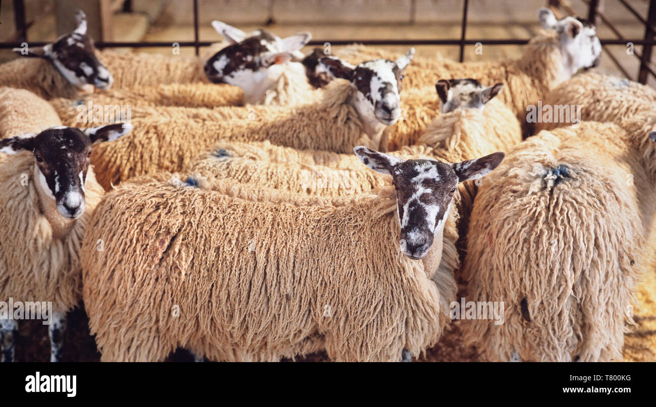 Ovejas esperando en una pluma, Ovis aries, esperando la subasta en un mercado de ganado de Yorkshire. Foto de stock