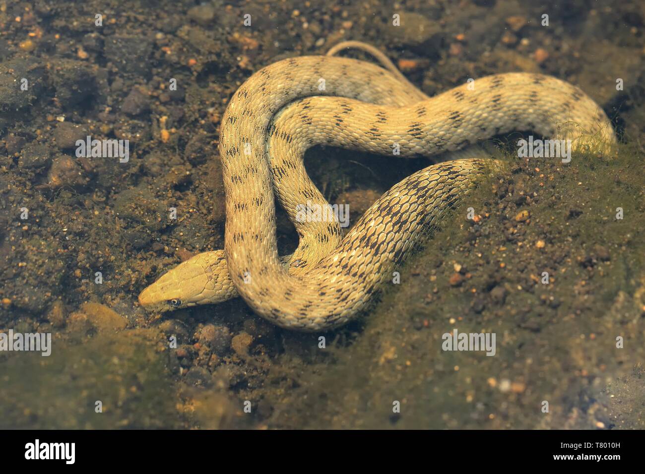 Dados serpiente - Natrix tessellata caza bajo el agua Foto de stock
