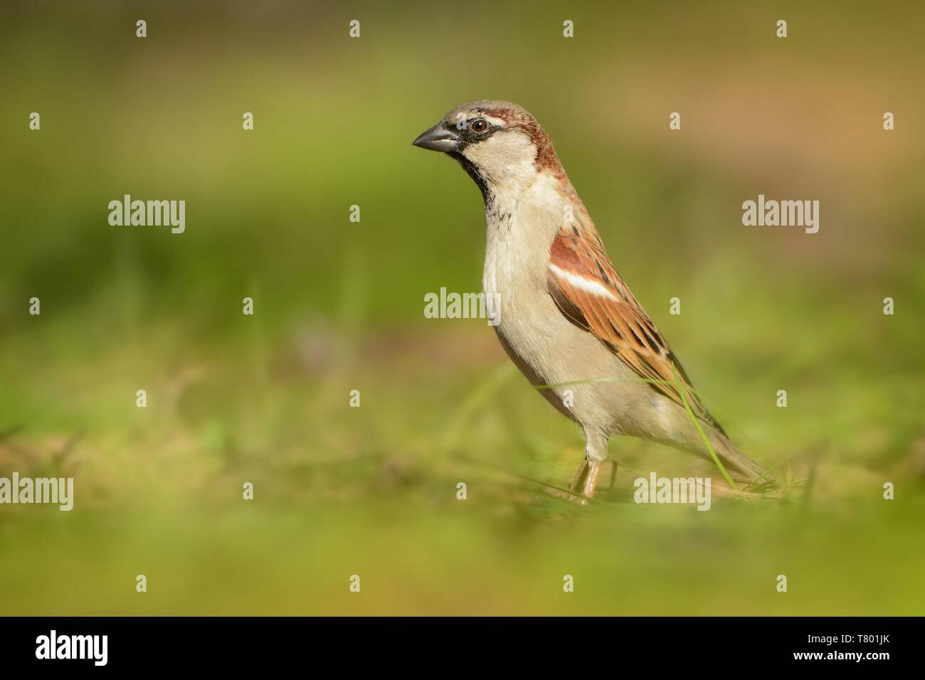 Gorrión (Passer domesticus gorrión de ave de la familia Passeridae