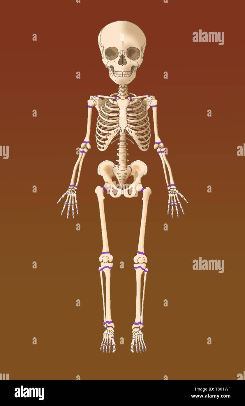 El esqueleto del niño, placas de crecimiento, ilustración Fotografía de  stock - Alamy