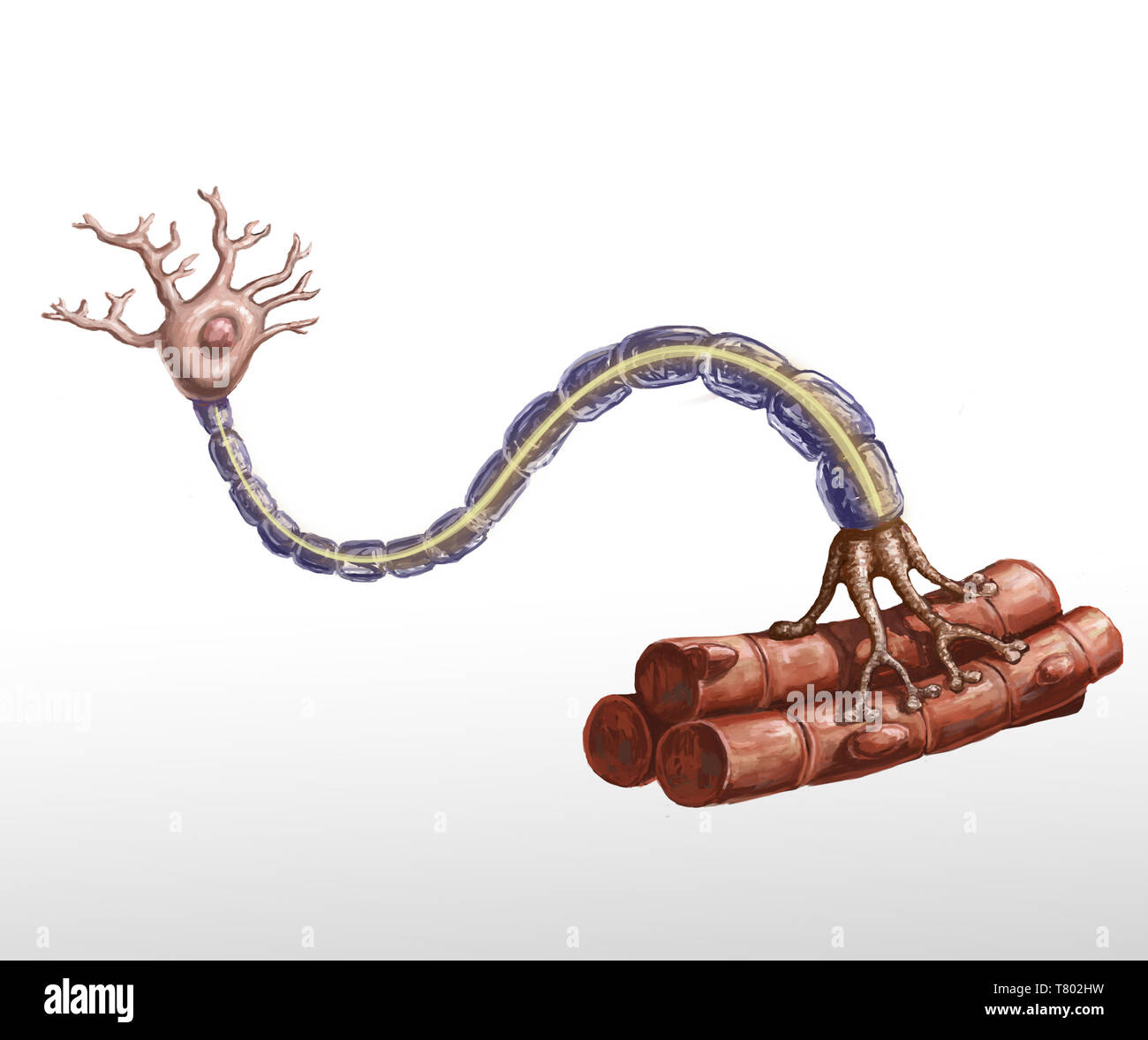 Neurona motora y las fibras musculares ilustración Foto de stock
