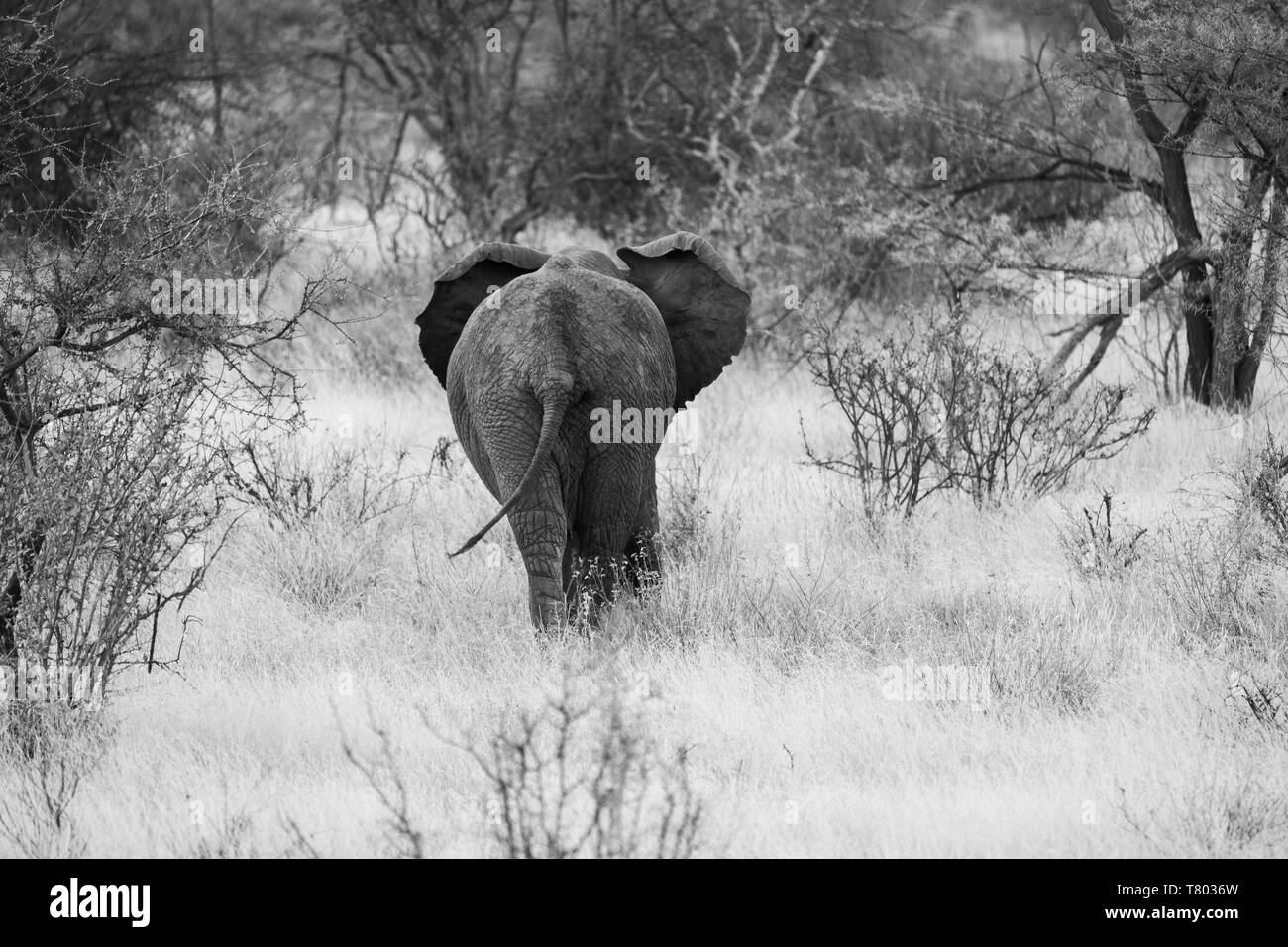 Elefante por detrás en el parque nacional de Samburu en kenia Foto de stock
