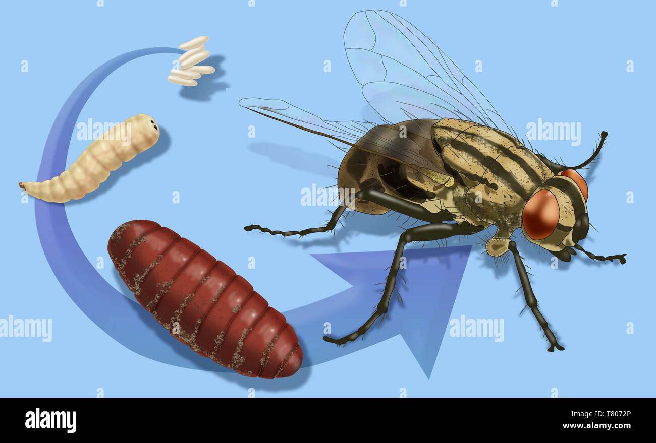 Las etapas de la vida de la mosca doméstica, ilustración Foto de stock