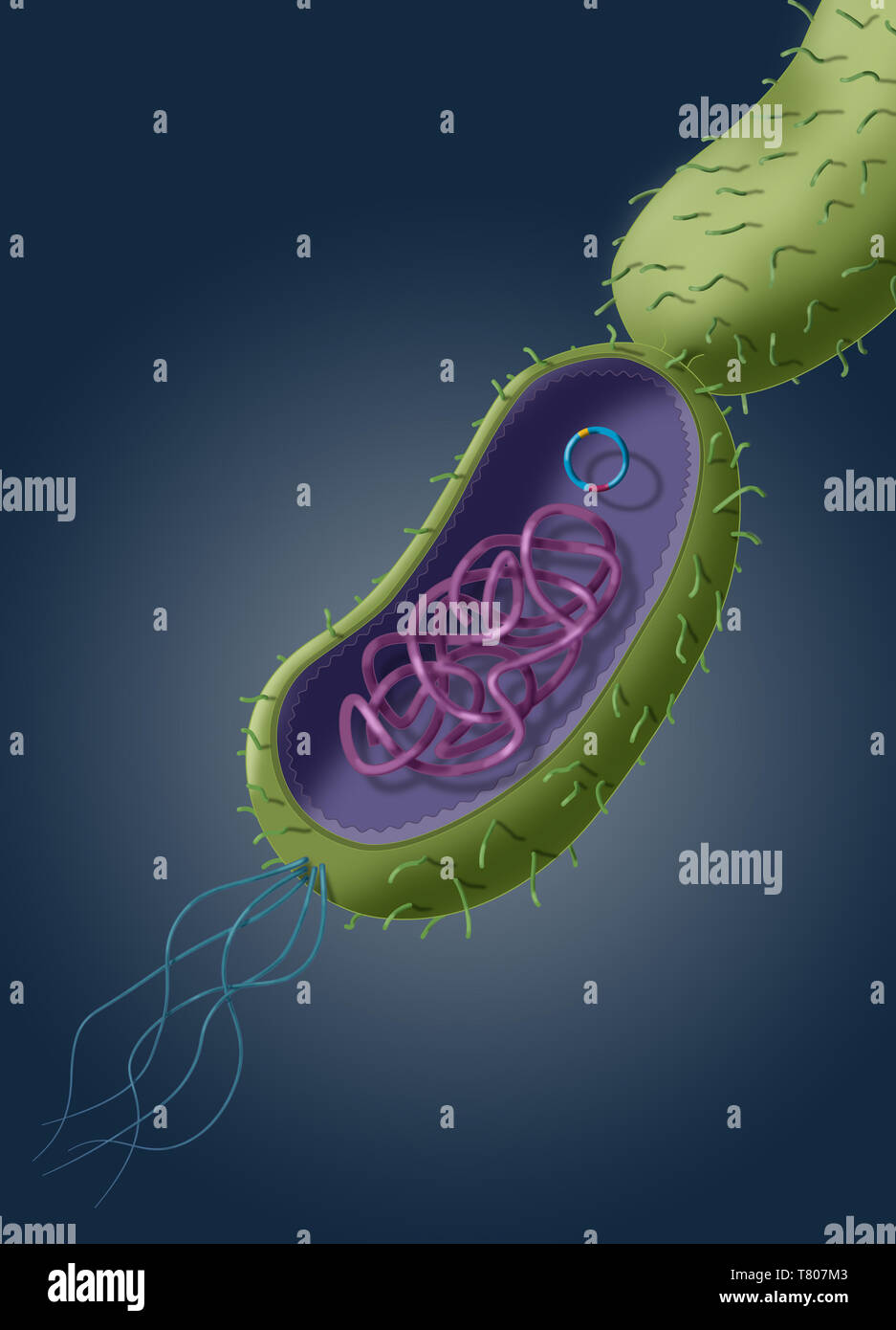 La resistencia a los antibióticos por transferencia de plásmidos Horizontal, ilustración Foto de stock
