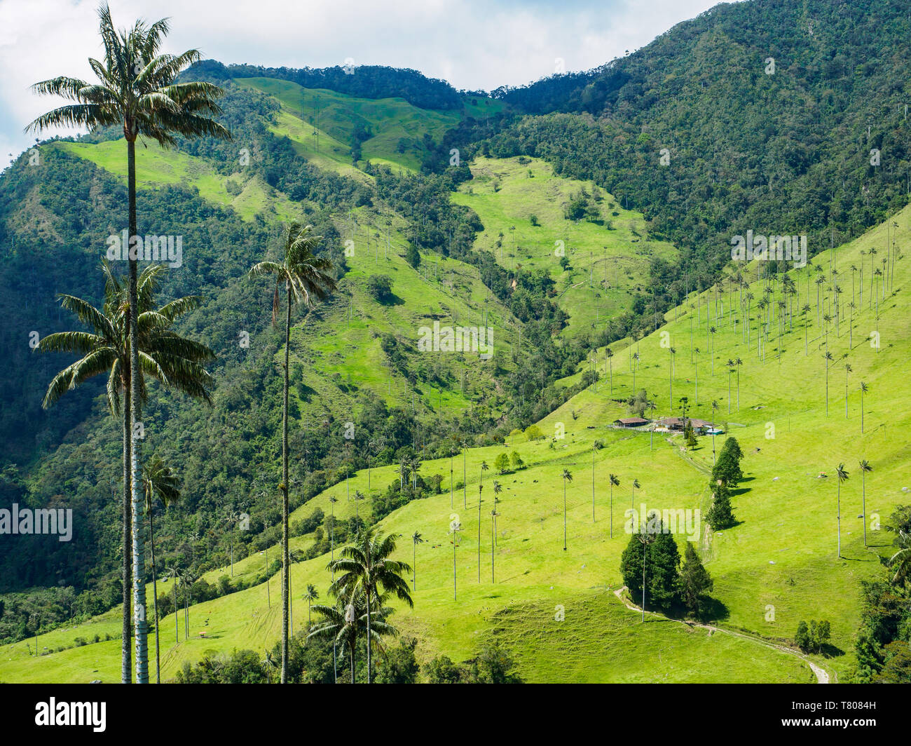 Valle de Corcora, cerca de Salento, Colombia, Sur America Foto de stock