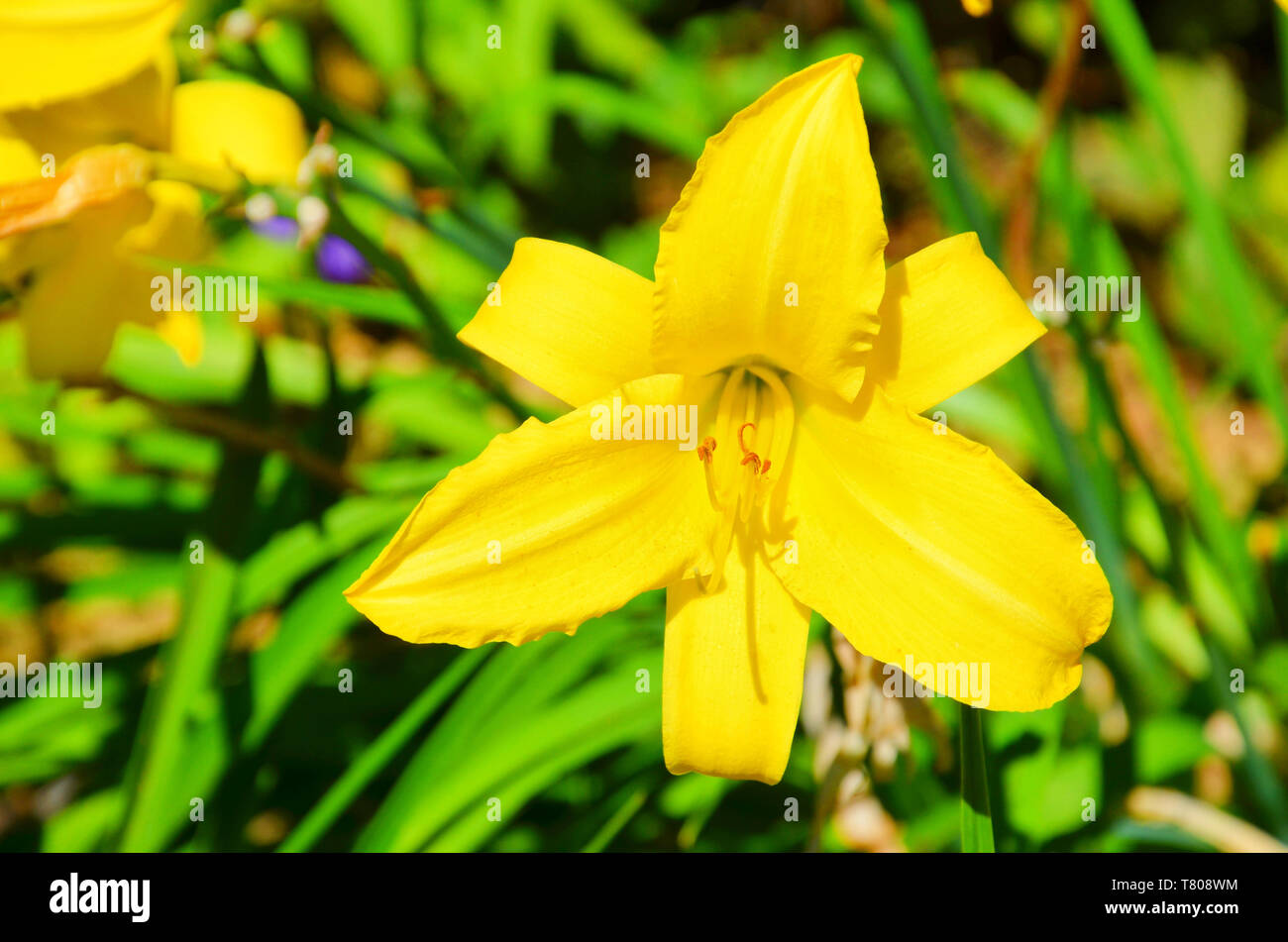 Fotografía macro de bella flor lirio amarillo con fondo verde borrosa  tomada durante el tiempo de primavera. Esta flor del género Lilium tiene  hojas de color amarillo brillante y el centro amarillo
