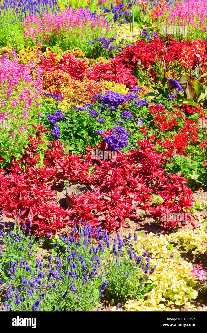 Cama increíble de flores con una variada paleta de colores de flores de color rojo, rosado, violeta a amarillo o verde. La hermosa imagen de la naturaleza fue tomada durante la temporada de primavera. Foto de stock