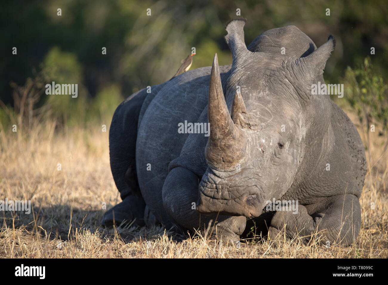 Rhinoceros (Ceratotherium simum) en la sabana, el Parque Nacional Kruger, Sudáfrica, África Foto de stock