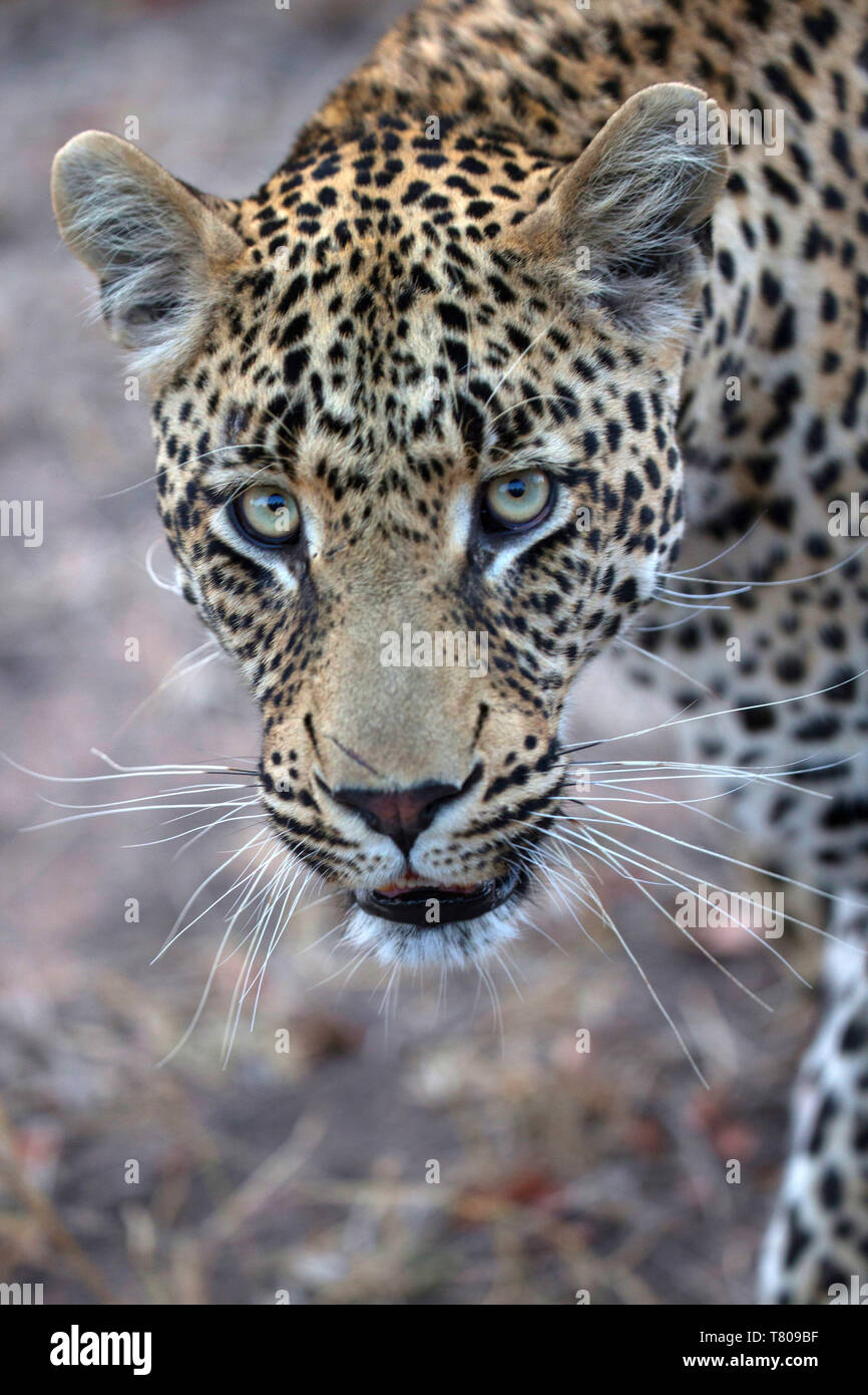 Leopardo africano (Panthera pardus) en la sabana, el Parque Nacional Kruger, Sudáfrica, África Foto de stock