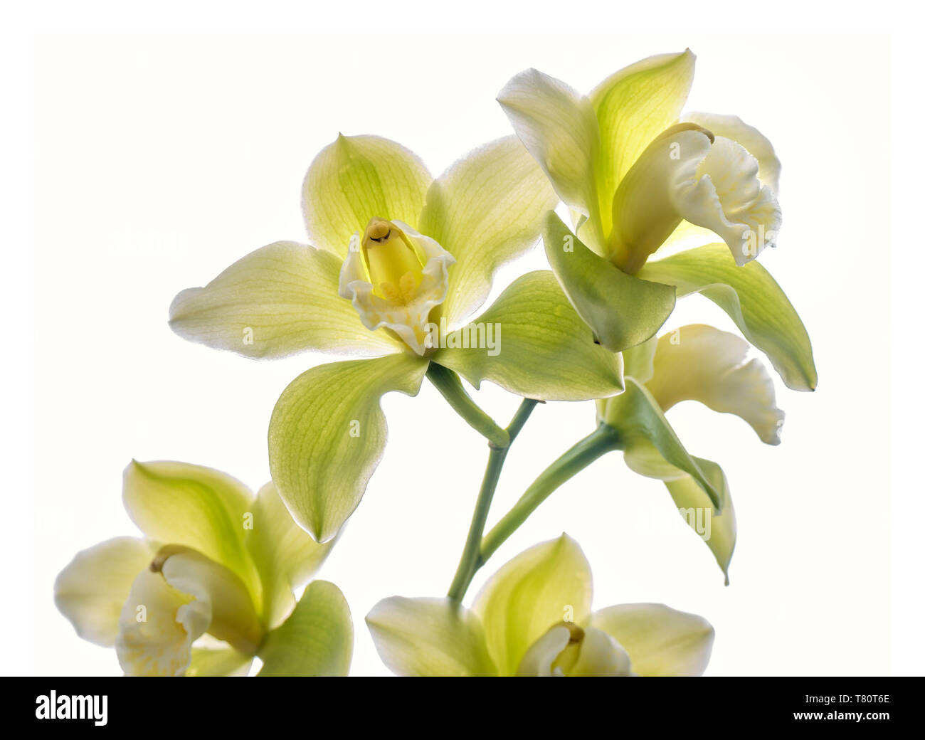 Orquídea Cymbidium Saint Helier gx 'Mont Millais' orquídeas contra el fondo  blanco Fotografía de stock - Alamy