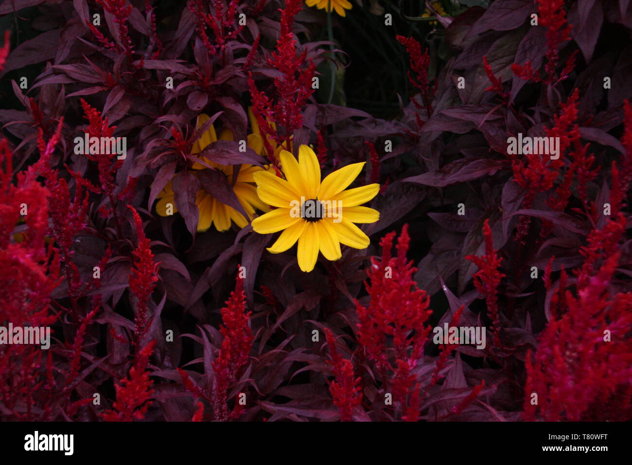 Flor amarilla rodeada de flores rojas Fotografía de stock - Alamy