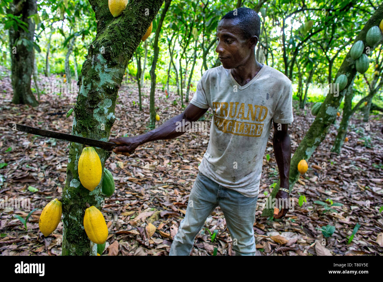 Cosecha de cacao en una plantación cerca de Agboville, Costa de Marfil, África occidental, África Foto de stock