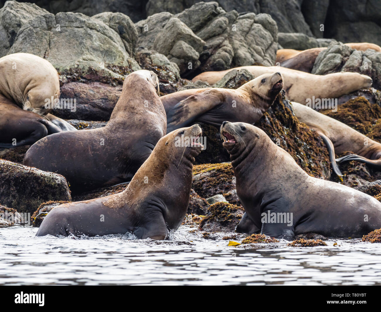 Steller leones adultos (Eumetopias jubatus), cerca de la isla SGang Gwaay, Haida Gwaii, British Columbia, Canadá, América del Norte Foto de stock