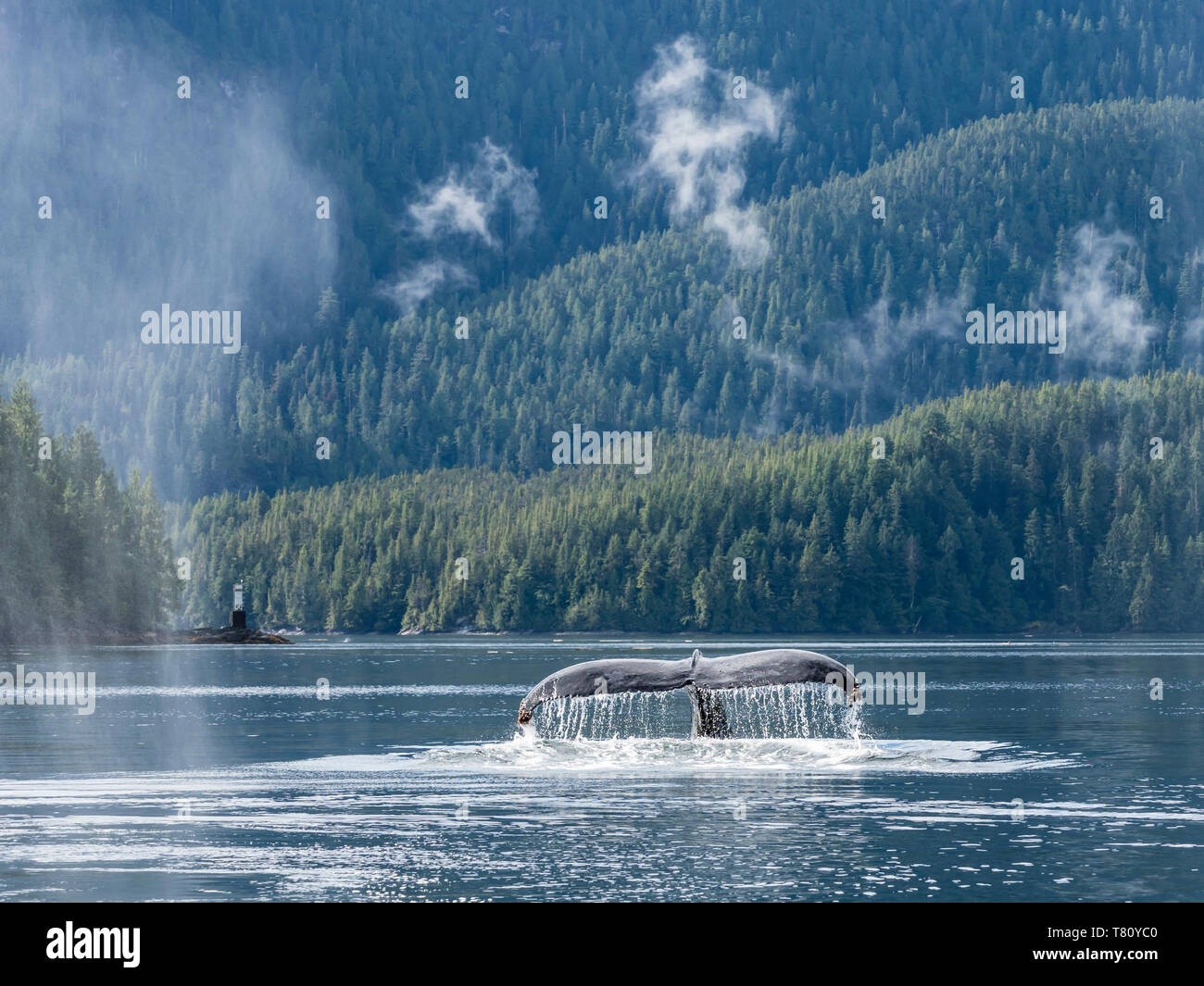 Un solitario ballena jorobada (Megaptera novaeangliae), zanjas de bucear en Graham alcanzar, British Columbia, Canadá, América del Norte Foto de stock