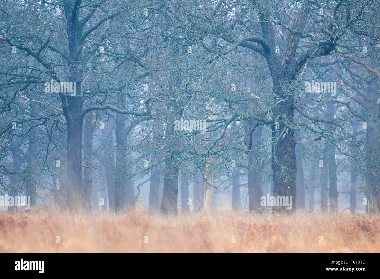 Woodland en Richmond Park, Richmond, Londres, Inglaterra, Reino Unido, Europa Foto de stock