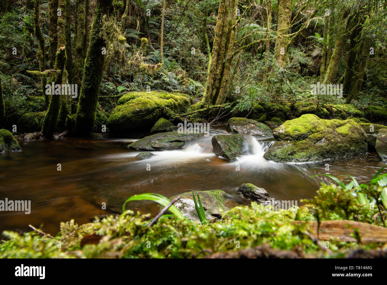 Arroyo y selva de Tasmania Foto de stock