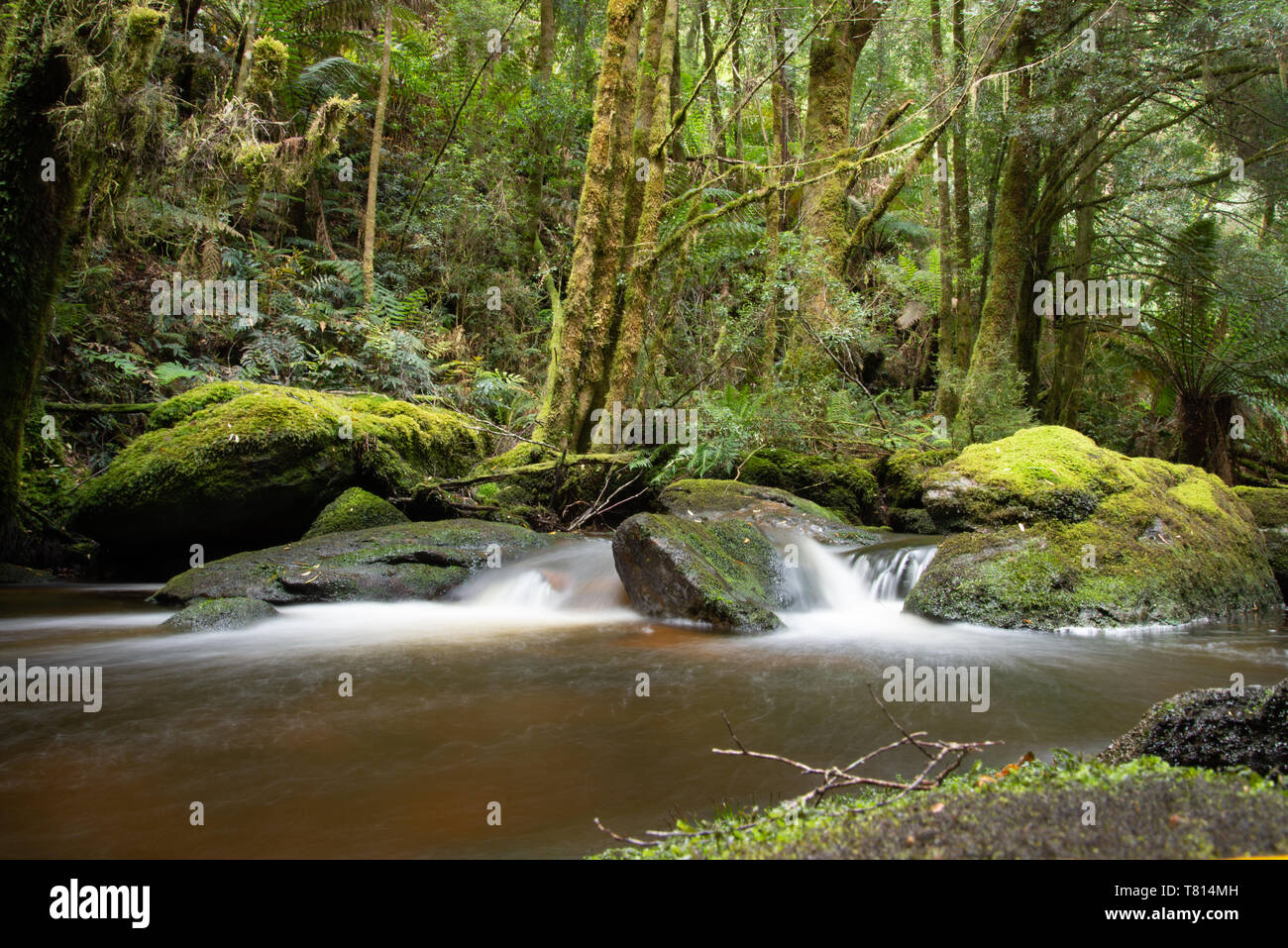 Arroyo y selva de Tasmania Foto de stock